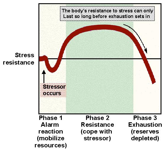 General Adaptation Syndrome Model used to describe the physiological changes associated with the stress response.