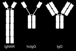 Antibodies bind antigens in their antigen binding Affinity (strength) of bond depends on collection of non-covalent bonds in light and heavy chains The light and heavy chains have two regions -