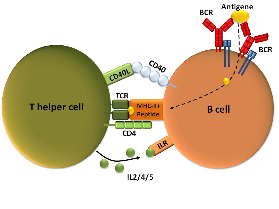 There are two very important accessory molecules that all T cells contain CD8 is found on cytotoxic T cells - Binds to Class I MHC molecules CD4 is found on