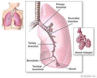 Respiratory System The human respiratory