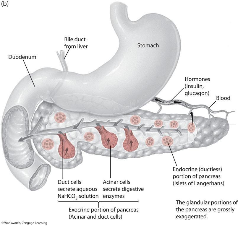 Pancreas Endocrine function β-cells - Insulin α-cells - Glucagon δ-cells -