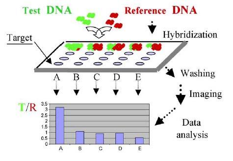 Patient DNA Increased copy number in patient DNA CGH