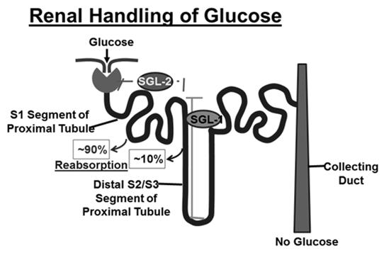glucose reabsorption in the kidney Inhibition causes 50-80 grams of glucose