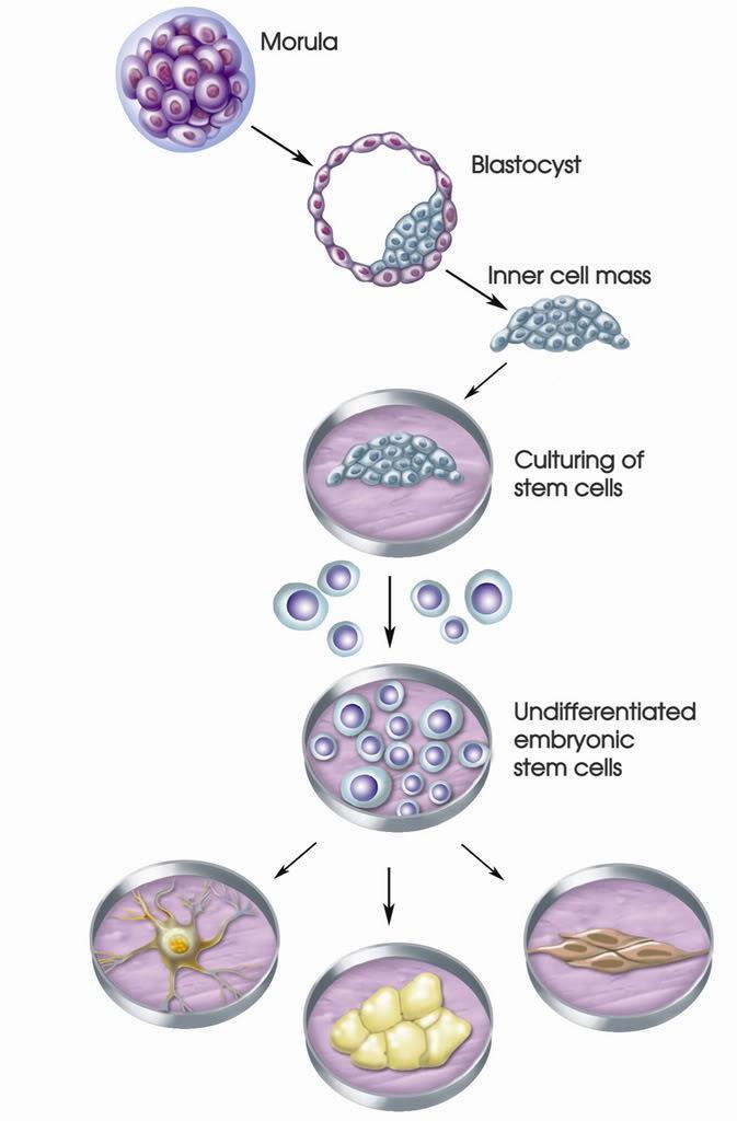 Differentiation As cell division occurs, cells not only increase in number but they also