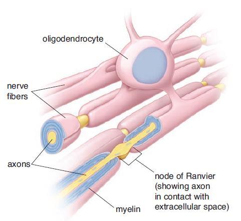 Oligodendrocyte * Schwann Cells: Have the same function as oligodendrocytes but these cells located around axons of peripheral nervous system.