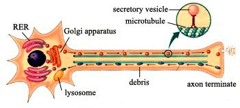 axoplasmic transport anterograde transport : from the cell body to the