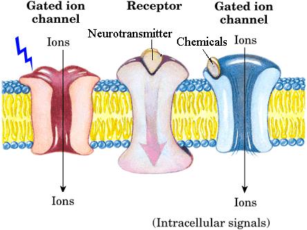 1.4 Neuronal membrane and membrane potentials receptors interact with neurotransmitters the