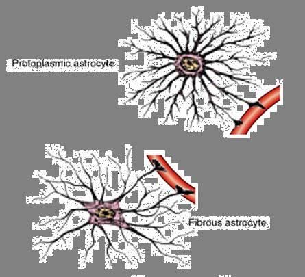 classification protoplasmic astrocyte: