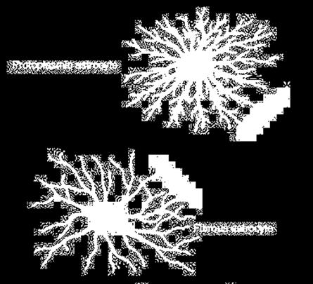glial filament fibrous astrocytes: Few
