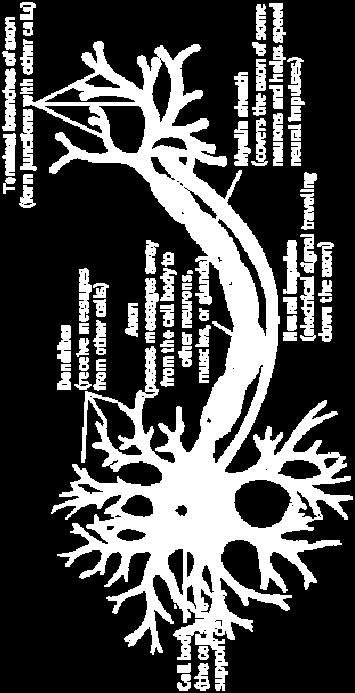 of neuron