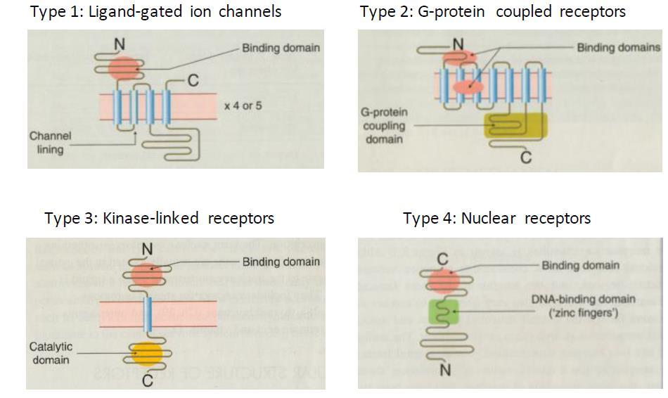 local pathways. Receptors are found in many locations in the cell, but mainly on the cell surface (apart from intracellular nucleus-based receptors).