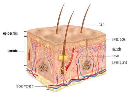 Animal Organs - The Skin The skin is the largest organ in your body and is your first line of defense from external factors It is made up of two different layers; the epidermis and the