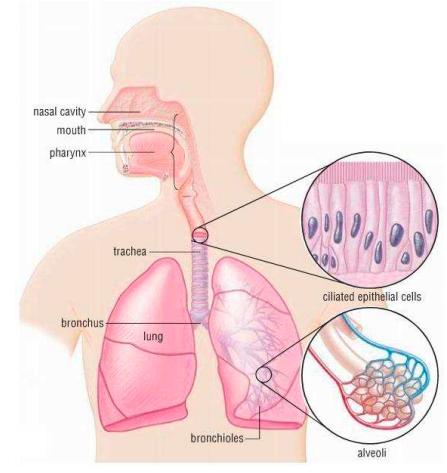 Animal Organs - The Lungs The lungs are a pair of organs that are involved in respiration. Your lungs allow you to breathe in oxygen and breathe out carbon dioxide.