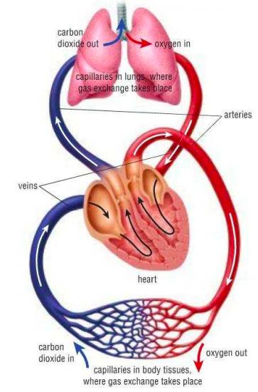 Animal Organs - The Heart The heart is a muscular pump that supplies blood to all parts of the body.