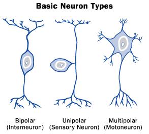Kinds of Neurons The impulse travels along the neuron until it reaches an interneuron