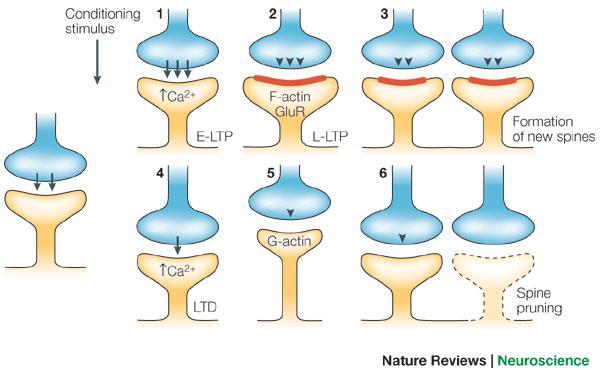 Spines can change their shape & numbers Long-term synaptic plasticity is accompanied with increase and decrease in numbers of spines and