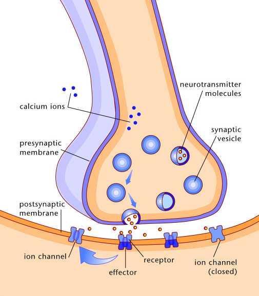 Synapse: from Greek sunapsis, point of contact Synapse consists of 3 parts: Presynaptic terminal contains vesicles filled with neurotransmitter.