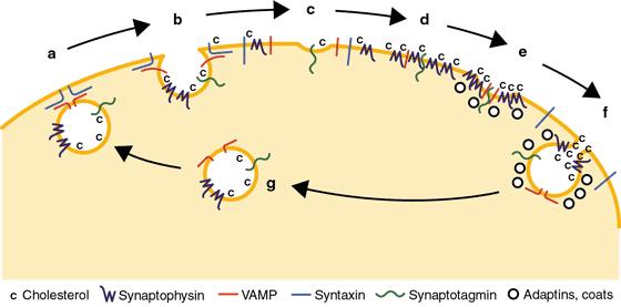 Role of calcium in release of presynaptic vesicles When presynaptic spike (action potential, AP) arrives at the presynaptic terminal, voltage-gated ion channels for calcium in the terminal s membrane