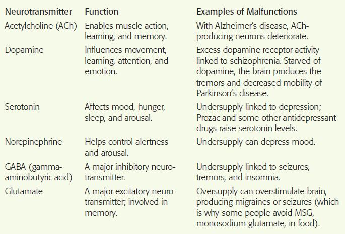 Major Neurotransmitters and