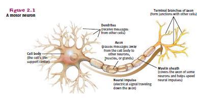Structure of the neuron: