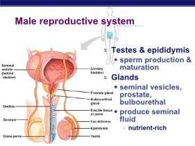 Physiology of the Reproductive System Lector: MD Ganna Pola Reproductive system Embryologically, the human reproductive system is one of the last systems to begin formation, and hence one of the last