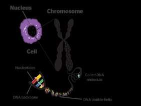 Scientists gave this name to chromosomes because they are cell structures, or bodies, that are strongly stained by some colorful dyes used in research Chromosome Each
