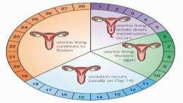 The menstrual cycle is the scientific term for the physiological changes that can occur in fertile women for the purposes of sexual reproduction and fertilization.