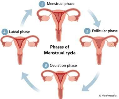 menstruation, proliferative phase, and secretory phase.