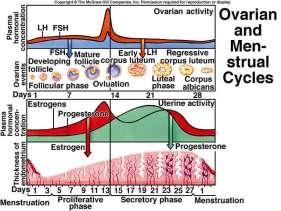 These high estrogen levels initiate the formation of a new layer of endometrium in the uterus.