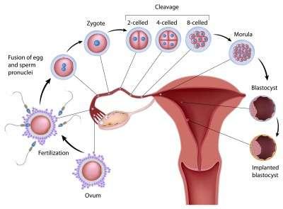 Progesterone plays a vital role in making the endometrium receptive to implantation of the blastocyst and supportive of the early