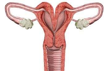 Continued endometrium during pregnancy The endometrium consists of a single layer of columnar epithelium plus the stroma on which it rests.
