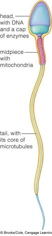 A Spermatozoan Spermatozoan: a mature sperm Head with DNA and