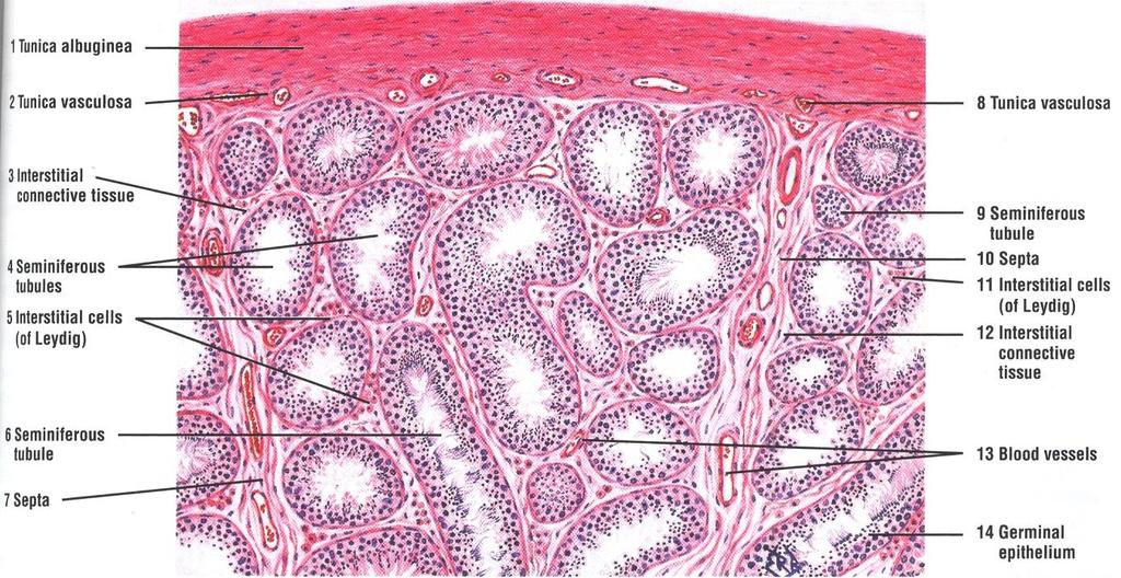 Histology of testis Tunica albuginea- dense white fibrous capsule composed of dense irregular