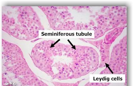 19 Leydig (interstitial) cells that produce testosterone to stimulate development of the indifferent primordium into a testis.