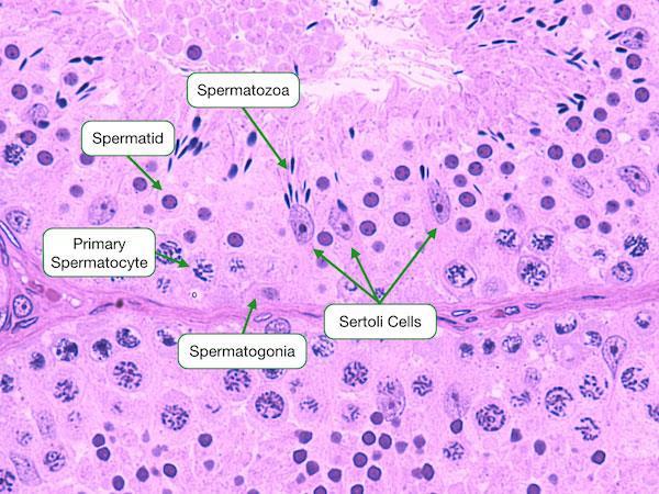 Primary spermatocytes