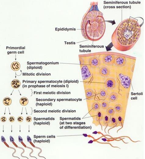 Spermatogenesis Process where the spermatogenic cells in the seminiferous tubules divide, differentiate, and produce sperm.