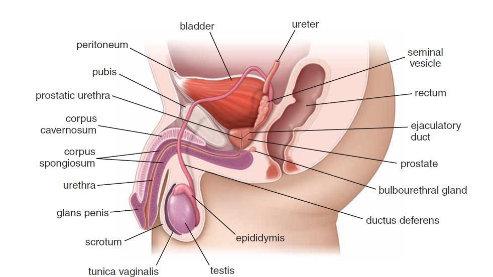 Components of the male reproductive system Midline structures are depicted in sagittal section;