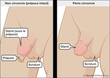 6 External structures: 1. Penis include the penis, scrotum, and testicles.