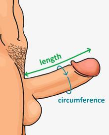 7 The body of the penis is cylindrical in shape - three circular shaped chambers. - special, sponge-like tissue (thousands of large spaces that fill with blood when the man is sexually aroused.