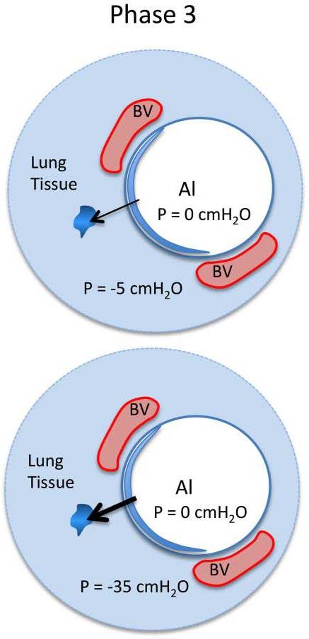 Phase 3: Respiratory Gas Exchange and Metabolic Homeostasis Following lung aeration and clearance of liquid from the tissue, the infant has passed through the immediate birth transition phase