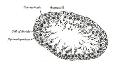 Sertoli cells -- specialized cells that line the seminiferous tubules nourish
