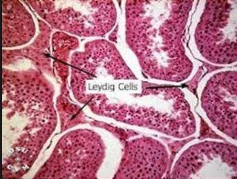 destroy mutated or damaged sperm Interstitial Cells of Leydig -- produce