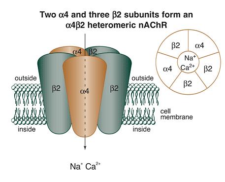 Mechanism of action of nicotine Nicotine binds to nicotinic acetylcholine ionotropic receptors (nachr) mainly of the α 4 β 2 subtype (the main subtypes in the brain: α 4 β 2, α 3 β 4, a 7 ) Causes
