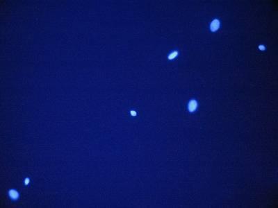 SPERM HY-LITER Uses a Fluorescently Labeled, Human Specific, Anti-Sperm Head Antibody to Identify Human Sperm.