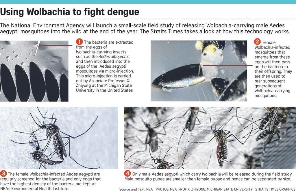 Management of Dengue in Blood Supply No testing for dengue in