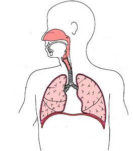 Homework 2 (18 marks) 1. Below is a diagram of the respiratory system. 1 2 3 5 4 6 a. Name parts labelled 1 to 6 (6) b. Air is made up of many gases.