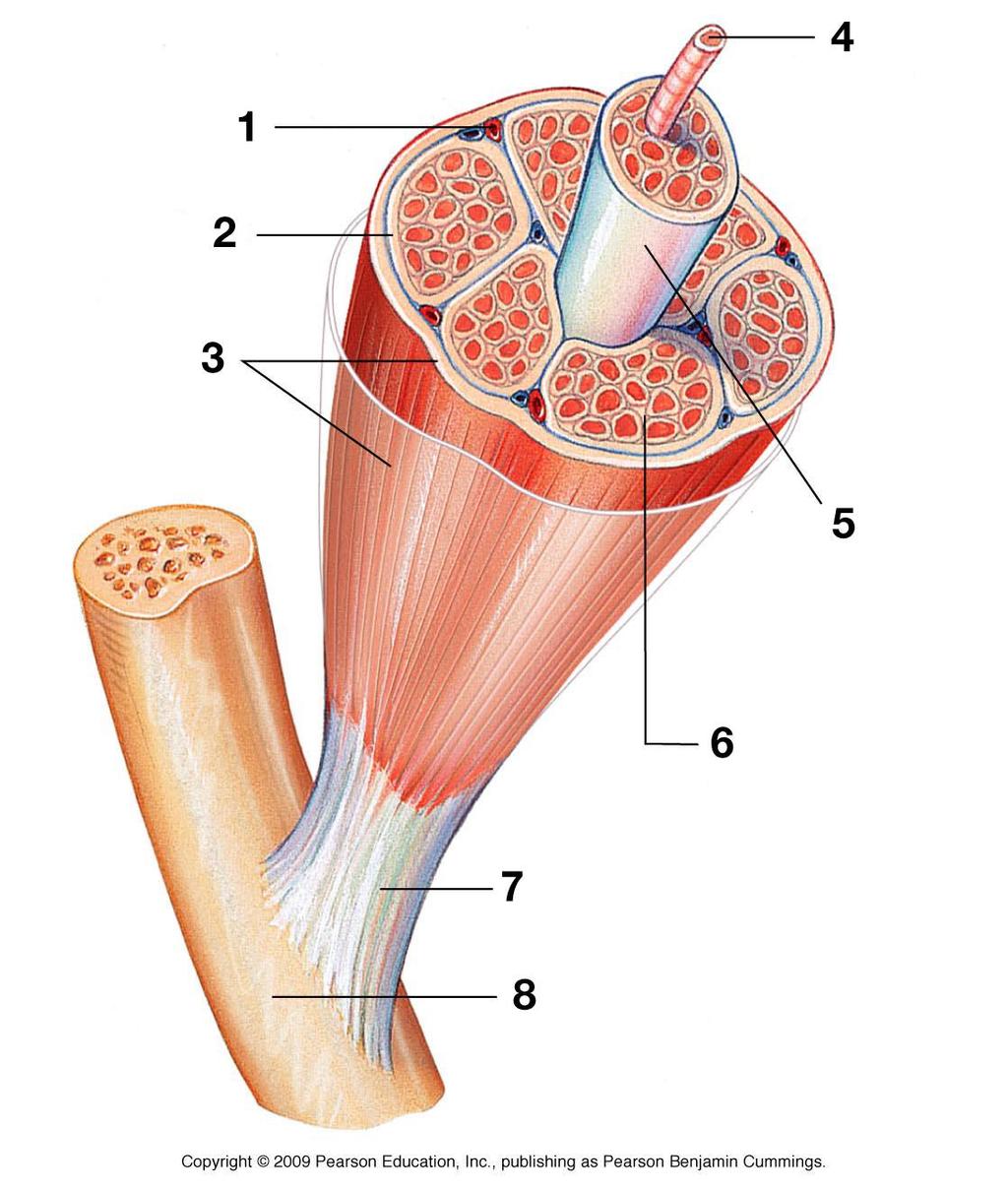 Use the diagram to the right 1. 2. 3. 4. 5. 6. 7. 8. What are individual muscle cells surrounded by? What is a group of muscle cells bound by the perimysium called?