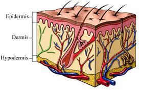 Ligament- Tendons- SKIN and BODY MEMBRANES Label the following in this