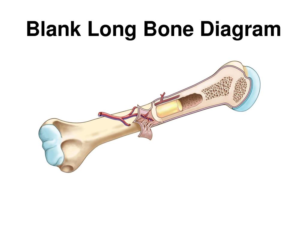 What are the functions of the skeletal system? SKELETAL SYSTEM Label the following words on the diagram of the bone.