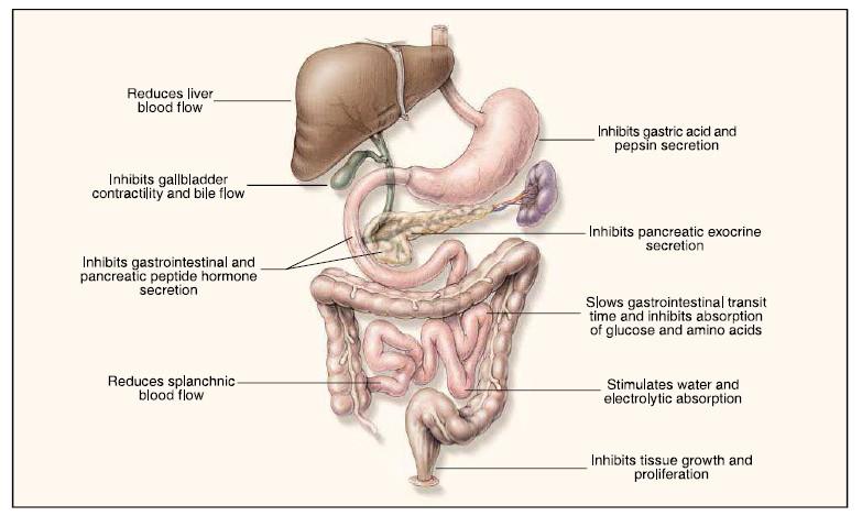 Effects of SST on gastrointestinal tract Reduction of : Gastrin
